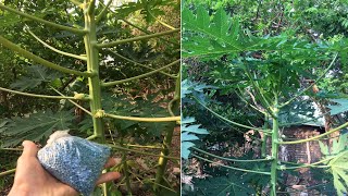 El mejor abono blaukorn para la floración de papayas modo de aplicación en el video [upl. by Lemhar]