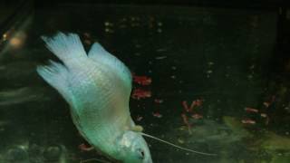 Sick Blue Dwarf Gourami  HELP [upl. by Aital]