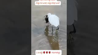 No war stop war nowar stopwar trending happymorning youtuber shorts [upl. by Ydarg394]