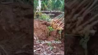 La curcuma bio lortodirosolino [upl. by Schwartz844]