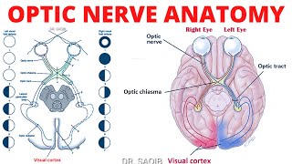 Optic Nerve Anatomy  Cranial Nerve 2 Anatomy  Clinicals of CN 2 [upl. by Nims]