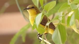 Beautiful Olive Backed Sunbird Call At HDB Corridor Singapore [upl. by Beatrice74]