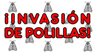 ¡Invasión de polillas explicación [upl. by Einattirb]