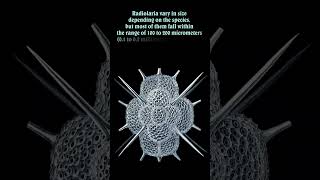 Intriguing Life Forms Radiolaria [upl. by Lamaj]