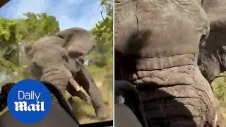 Terrifying moment elephant flips safari truck over killing tourist [upl. by Gusba]