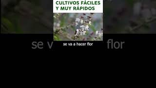 ALBAHACA CONSEJOS BASICOS PARA CULTIVAR EN CASa [upl. by Forster346]