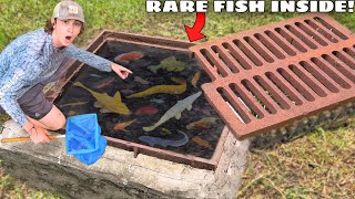 I Found a Sewer FILLED with RARE AQUARIUM FISH [upl. by Bullen]