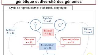 TSBilan chapitre21  La reproduction sexuée et la stabilité du caryotype [upl. by Notsuj]