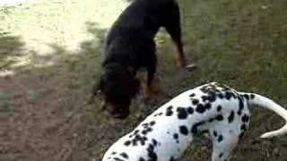 Dalmatian vs Rottweiler [upl. by Akineg211]