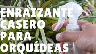 ¿Cómo hacer un enraizante casero para orquídeas  Orquiplanet [upl. by Phillie]