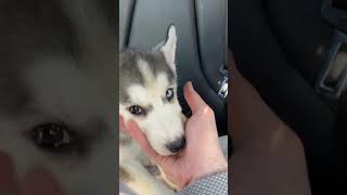 Husky Puppies Are The Cutest [upl. by Ettezel]