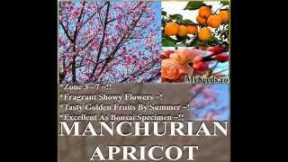 Mandshurian Apricot Tree Seeds  Prunus armeniaca mandshurica Apricot Tree Seeds on wwwMySeedsCo [upl. by Falo]