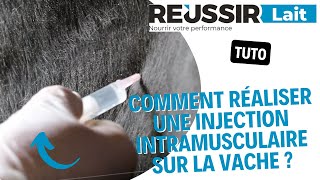 TUTO Comment réaliser une injection intramusculaire sur la vache [upl. by Acina]