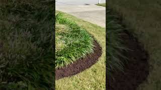 MulchMagic LiriopeLove FallLandscape VinedresserLawnAndLandscape WilmingtonNC HampsteadNC [upl. by Arther]