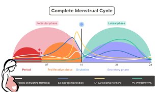 physiology of menstrual cycle  شرح الدوره الشهريه [upl. by Hurst567]