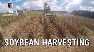 Soybean Harvesting [upl. by O'Connor606]