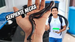 Rey Negra Mexicana  Mi primera SERPIENTE  UNBOXING SNAKE [upl. by Dorrej320]