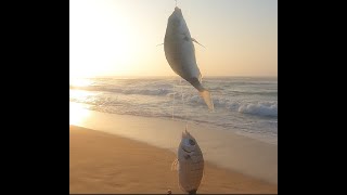 Ansteys Beach 27 April 2023 by Fishing and Outdoors [upl. by Sower]