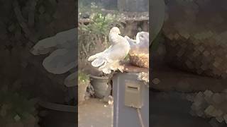 Fantail pigeon in full attitude 😎🔥youtubeshorts subscribe like comment attitude pigeon [upl. by Solegnave679]