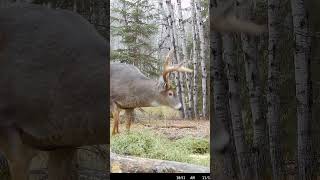 First Buck with the NEW Mathews Lift X Bigger Bucks to come hunting deerhunter deer [upl. by Guise995]