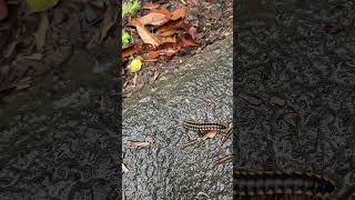 A yellowspotted millipede just passing by [upl. by Schouten]