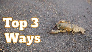 How To Catch Crawfish In A River Crayfish 3 Best Ways To Catch Crawfish With Your Hands  SFSC [upl. by Igig]