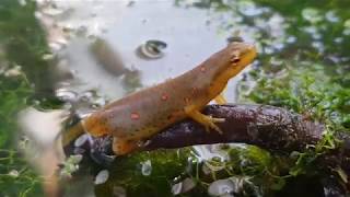 Eastern Newt Care Guide Part 1 [upl. by Ysak]