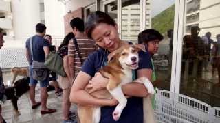 Hong Kong Dog Rescue HKDR 2013 overview  rescuing rehoming and training [upl. by Toffic]