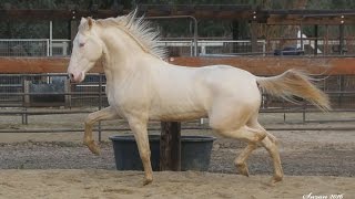 Perlino Andalusian Stallion Carmelo PM II [upl. by Anirhtak397]