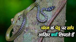 चन्दन के पेड़ पर सांप क्यों रहते हैं  Why Snakes live on Sandalwood Tree [upl. by Lalad]