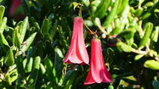 Copihue Lapageria rosea [upl. by Manwell]