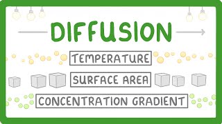 What is Diffusion How Does it Work What Factors Affect it 7 [upl. by Akirret]