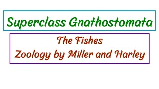 Superclass Gnathostomata  Jawed Vertebrates [upl. by Veriee419]