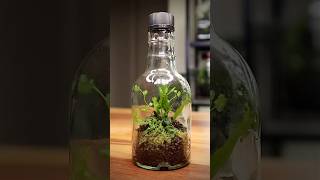 Easy terrarium in a whiskey bottle [upl. by Humfrid]