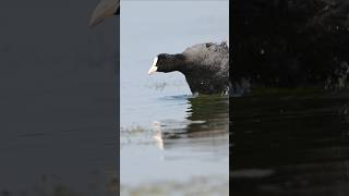 Eurasian coot birds wildlife nature [upl. by Anniahs]