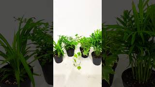 No Sunlight Need Lowest Maintenance Tips For Indoor Plant At Home indoorplants plantcare [upl. by Voorhis]