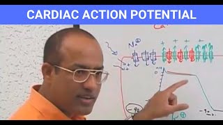 Cardiac Action Potential  Electrophysiology  Cardiomyocytes  Cardiology🫀 [upl. by Edras]