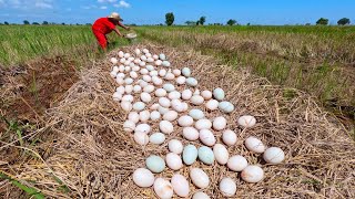 wow wow unique  pick a lot of duck eggs on the straw at field near the village by hand a farmer [upl. by Derward203]