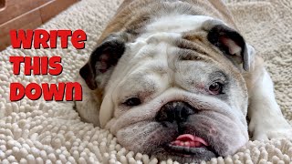 Reuben the Bulldog 3 Lessons [upl. by Ecnerolf458]