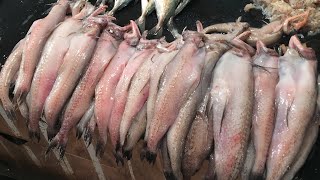 Bombay Duck Fish  Bombil Fry  Amazing fish cutting skill  seafood online  fresh fish online [upl. by Eckardt]