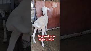 77976 24058 turki dumba farm malda turki dumba farm Dumba video Dumba farm malda r dumba farm [upl. by Renwick]