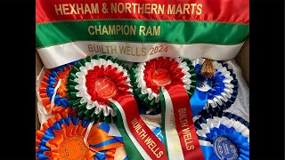 Ring 11 Texel Rams Hexham Ring NSA Builth Wells at 1030am on Monday 23rd September’24 [upl. by Lightfoot]