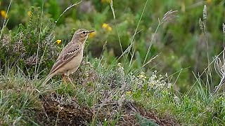 Bisbita campestre Valdeolea [upl. by Ahsam]