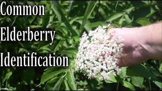 How To Identify Common Elderberry Sambucus canadensis [upl. by Bouchard]