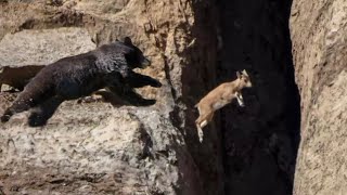 No Predator Can Catch Mountain Goats [upl. by Hnoj308]