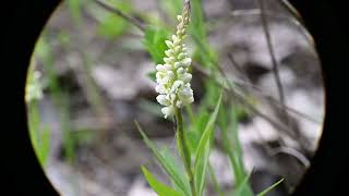 Polygala senega Seneca Snakeroot [upl. by Enelhtac502]