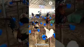 मुर्गी पालने का अनोखा तरीका  poultry farming  poultry [upl. by Utica]