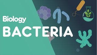 Structure of Bacteria  Cells  Biology  FuseSchool [upl. by Haneeja]