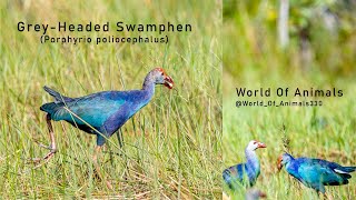 GreyHeaded Swamphen Porphyrio poliocephalus World Of Birds [upl. by Seaden959]