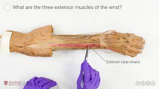 Dorsal Innervation of the Hand and Extensors of the Forearm [upl. by Payne]